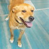 adoptable Dog in maryland heights, MO named BINGO