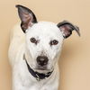 adoptable Dog in maryland heights, MO named CHIP