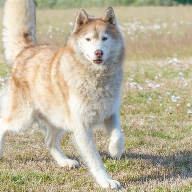 adoptable Dog in Maryland Heights, MO named TUNDRA