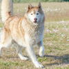 adoptable Dog in  named TUNDRA
