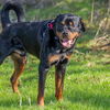 adoptable Dog in  named GUS