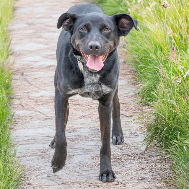 adoptable Dog in Maryland Heights, MO named REX