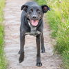 adoptable Dog in  named REX