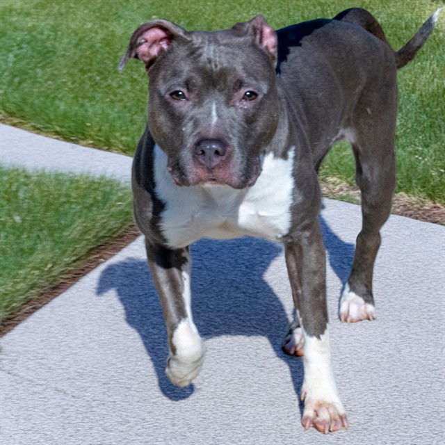 adoptable Dog in Maryland Heights, MO named BLUEBERRY