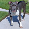 adoptable Dog in maryland heights, MO named BLUEBERRY