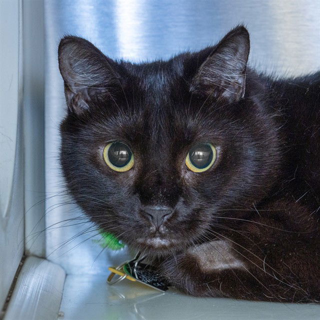 adoptable Cat in Maryland Heights, MO named KINSLEY