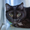 adoptable Cat in Maryland Heights, MO named KINSLEY
