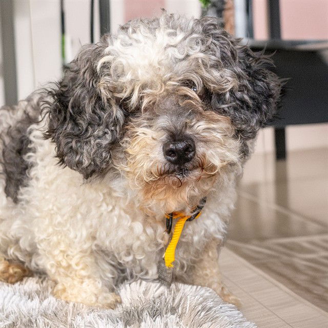 adoptable Dog in Maryland Heights, MO named HOLLY