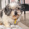 adoptable Dog in  named HOLLY
