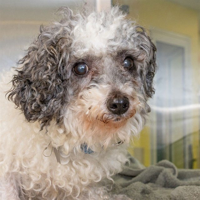 adoptable Dog in Maryland Heights, MO named HOLLY