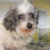 adoptable Dog in  named HOLLY
