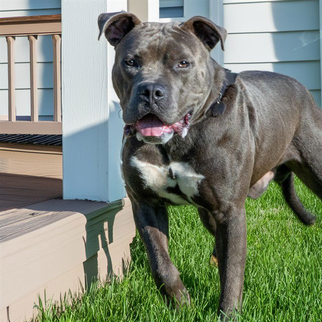 adoptable Dog in Maryland Heights, MO named SULLIVAN