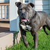 adoptable Dog in Maryland Heights, MO named SULLIVAN