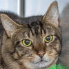 adoptable Cat in Maryland Heights, MO named KOBE