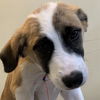 adoptable Dog in maryland heights, MO named DJ