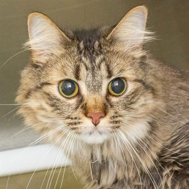 adoptable Cat in Maryland Heights, MO named MICKEY