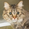 adoptable Cat in  named MICKEY