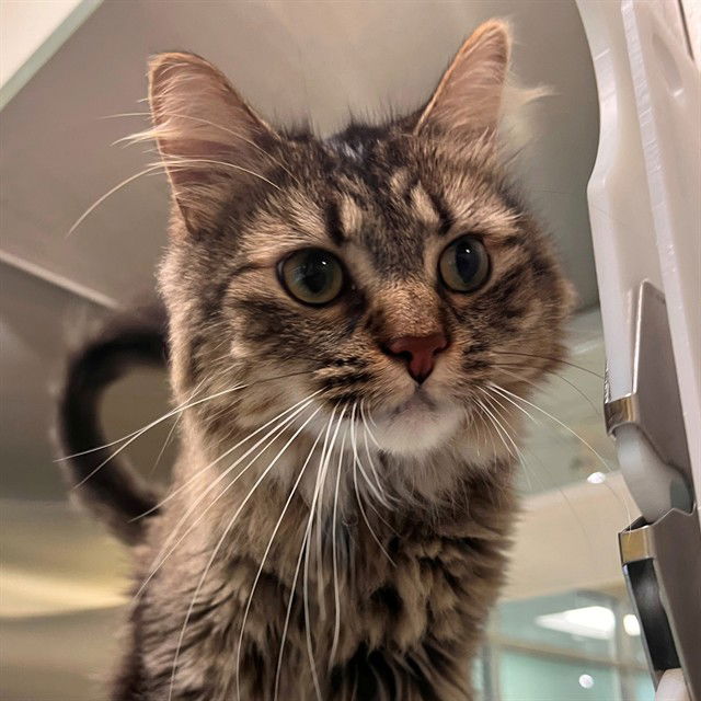 adoptable Cat in Maryland Heights, MO named MICKEY