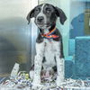 adoptable Dog in  named MAEVE