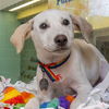 adoptable Dog in  named MORGAN