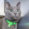 adoptable Cat in Maryland Heights, MO named FREMULON