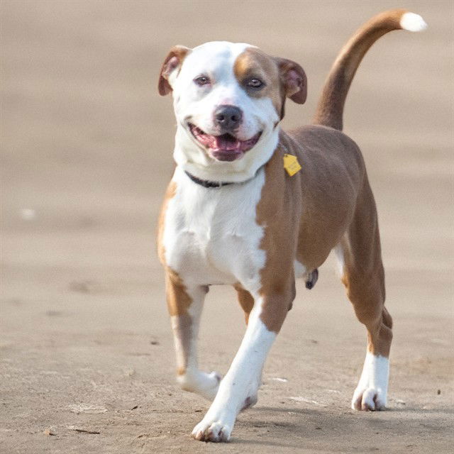 adoptable Dog in Maryland Heights, MO named LARRY