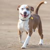 adoptable Dog in  named LARRY
