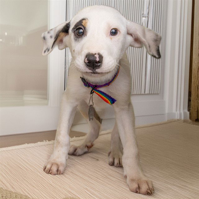 adoptable Dog in Maryland Heights, MO named MAYA