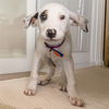 adoptable Dog in  named MAYA