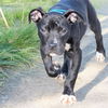 adoptable Dog in  named CINDY LOU