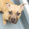 adoptable Dog in  named MINNIE