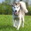 adoptable Dog in  named DEAN