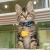 adoptable Cat in Maryland Heights, MO named YOYO