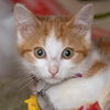 adoptable Cat in Maryland Heights, MO named TOMMY