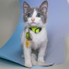 adoptable Cat in maryland heights, MO named BLAZE
