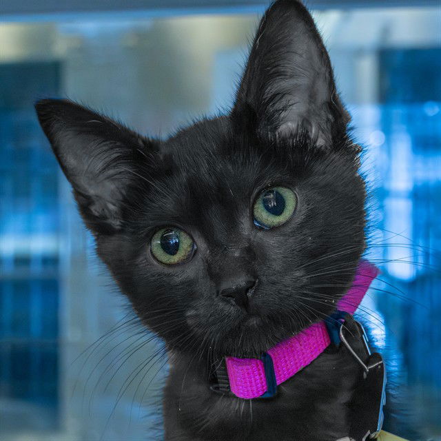 adoptable Cat in Maryland Heights, MO named CINDER