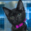 adoptable Cat in Maryland Heights, MO named CINDER