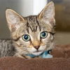 adoptable Cat in Maryland Heights, MO named ASH