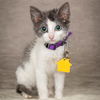 adoptable Cat in Maryland Heights, MO named SMOKE