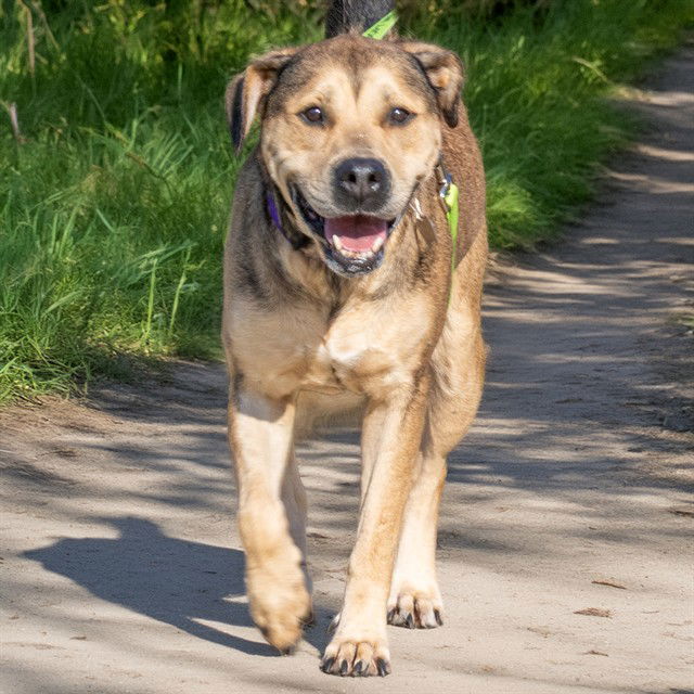 adoptable Dog in Maryland Heights, MO named GEMMA