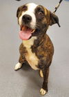 adoptable Dog in  named GRACIE