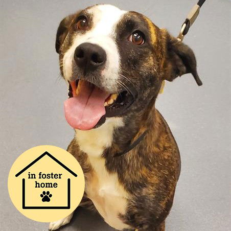 adoptable Dog in Maryland Heights, MO named GRACIE