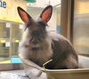 adoptable Rabbit in  named MUFFIN