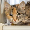 adoptable Cat in  named GIMLEY