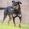 adoptable Dog in  named GWEN