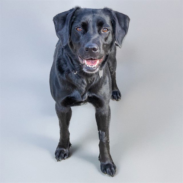 adoptable Dog in Maryland Heights, MO named HARPER