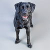 adoptable Dog in  named HARPER
