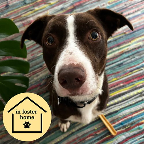 picture of the dog needing adoption
