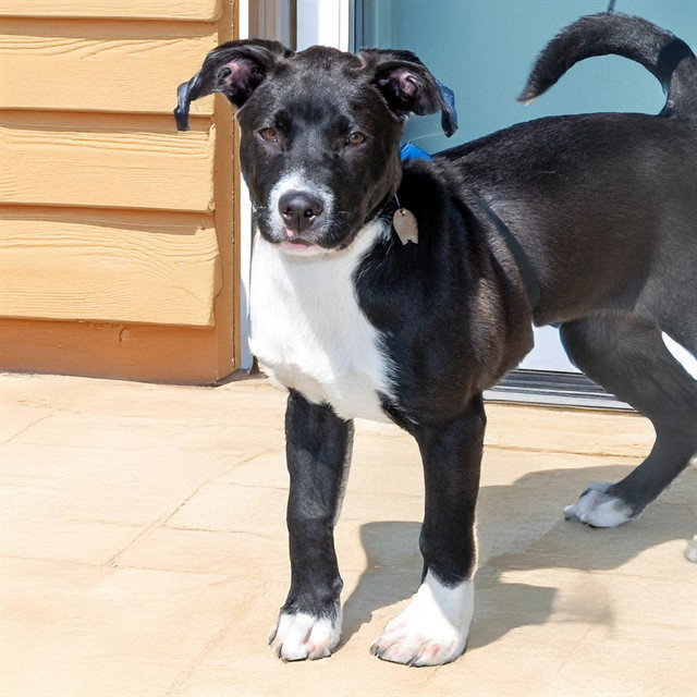 Pit Bull