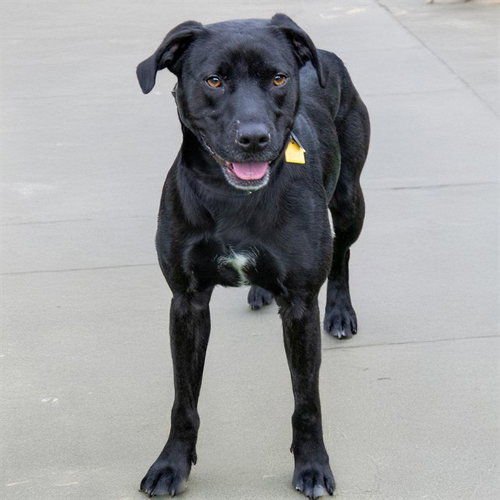 picture of the dog needing adoption